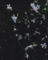 Gaura1.jpg