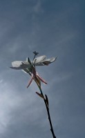 gaura2.jpg