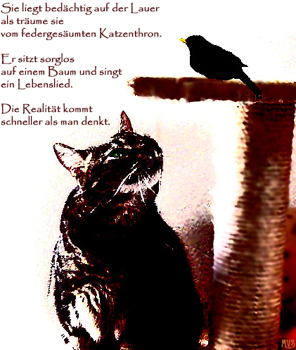 amsel_katze.jpg