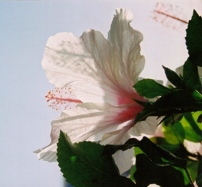 Hibiscus.jpeg